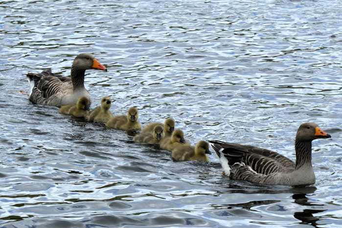 Flamingo em Pel�cia para Pet - Foto 2
